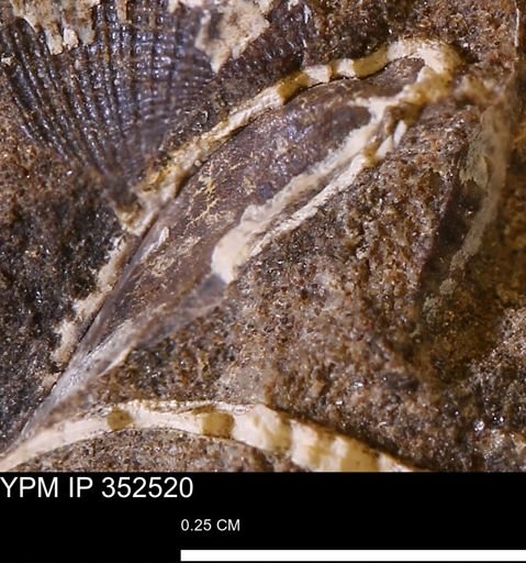 undet. Bivalvia