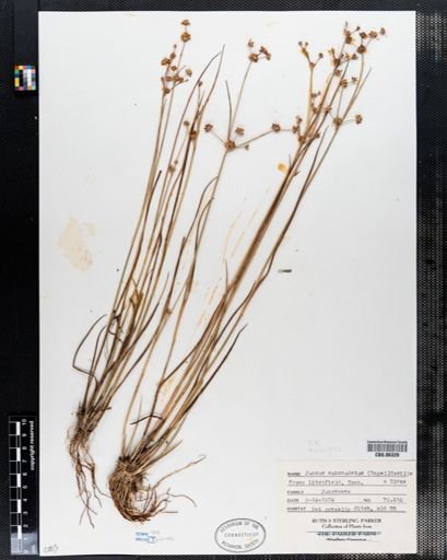 Juncus subcaudatus