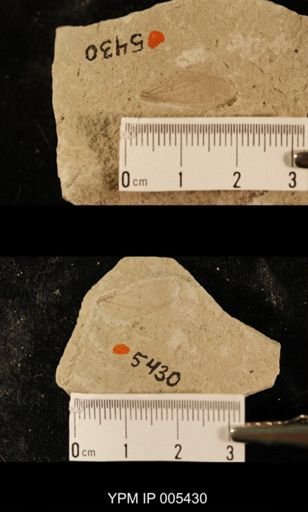 Protereisma permianum