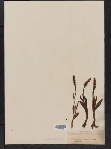 Habenaria