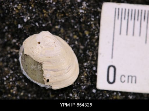 Limopsis striatopunctatus