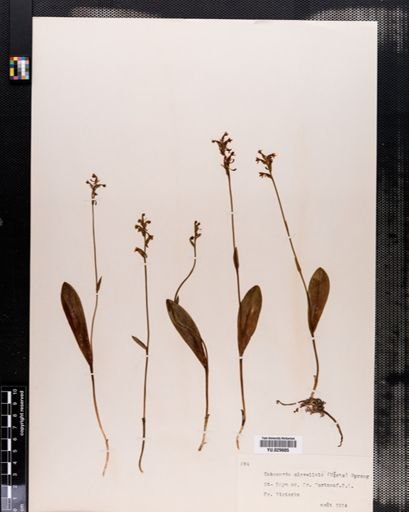 Habenaria clavellata