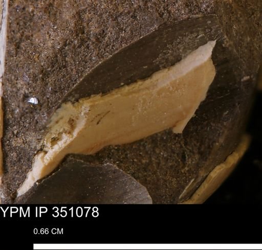 undet. Mollusca