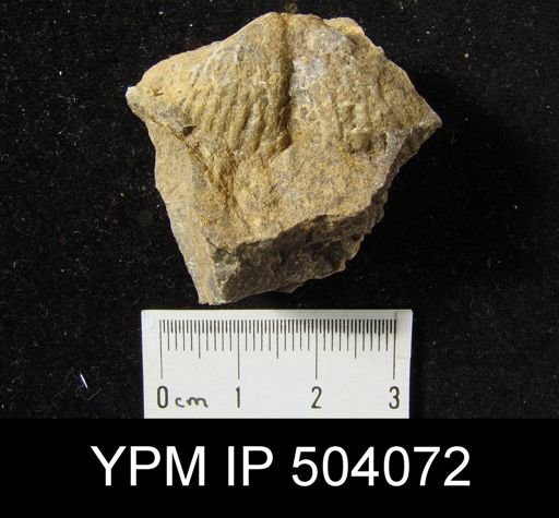 Spirifer concinnus