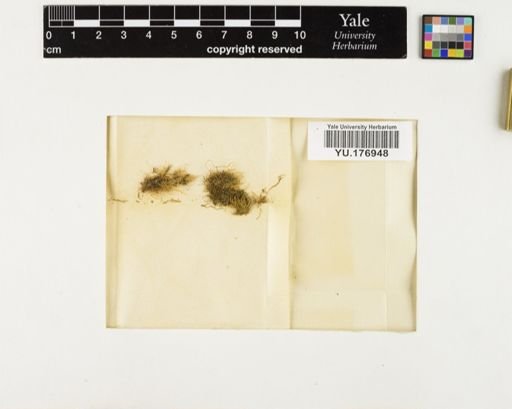 Plantae