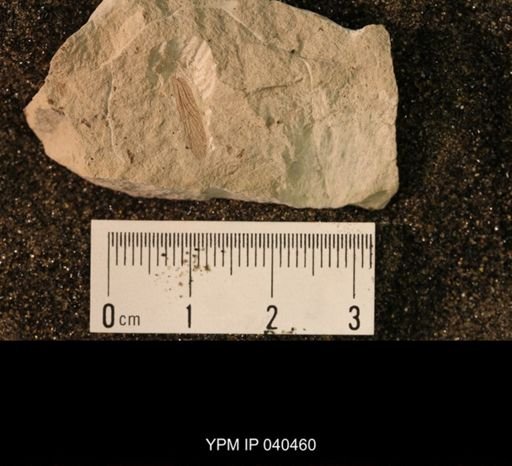 Permoraphidia sp.