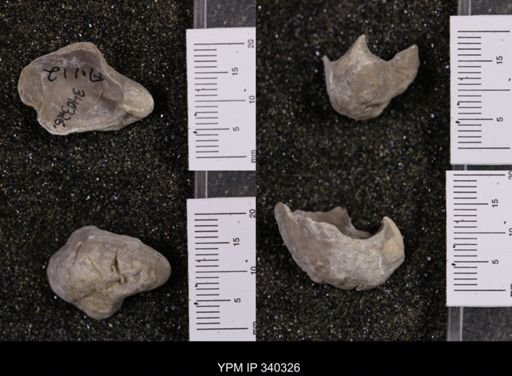 Gryphaea marcoui