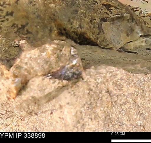 undet. Mollusca