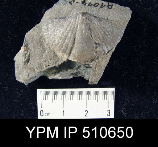 Spinocyrtia?