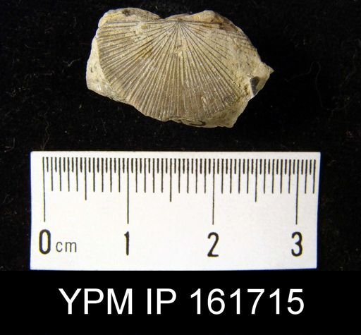 Schuchertella subplana