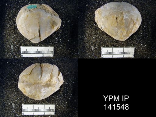 Spirigerella grandis