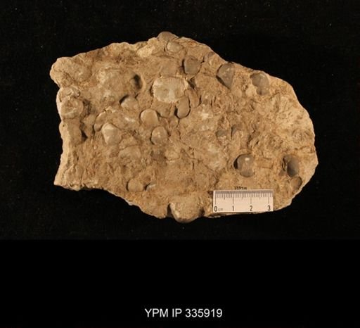Enteletes pugnoides