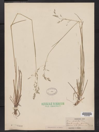 Poa languida