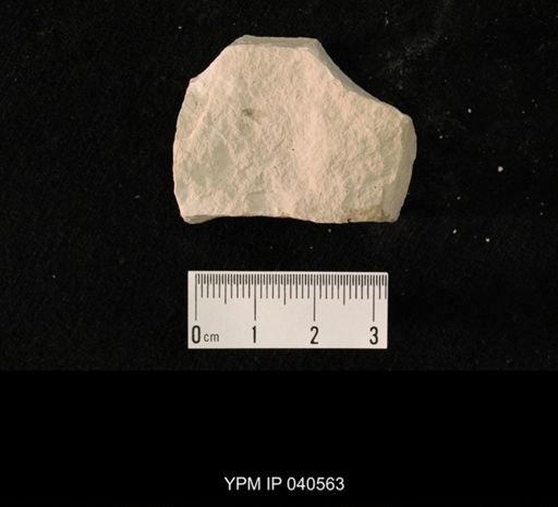 undet. Hexapoda