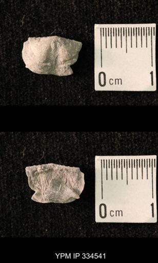 Mesolobus striatus