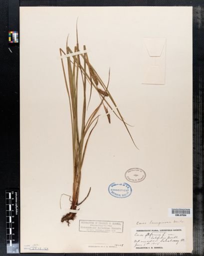 Carex filiformis
