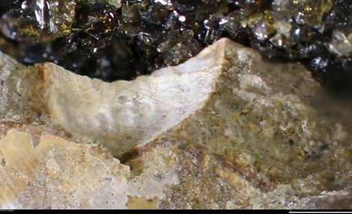 undet. Bivalvia