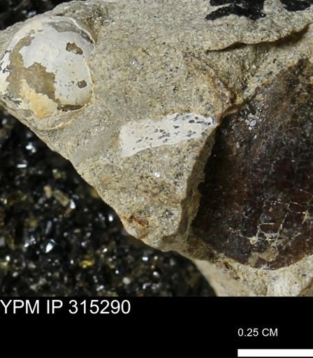 undet. Mollusca