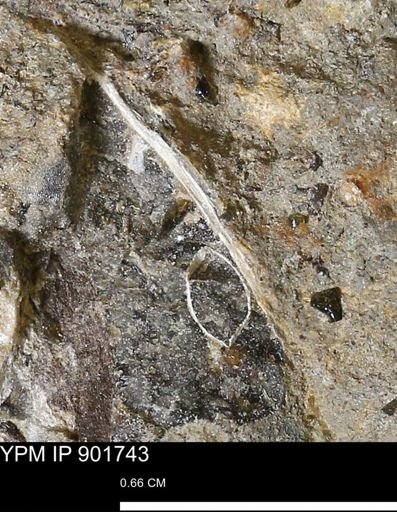 undet. Mollusca