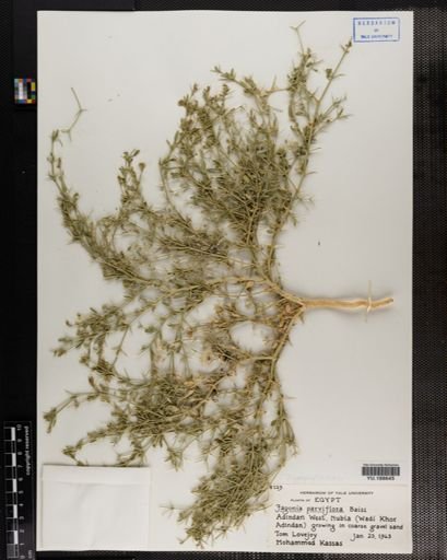 Plantae