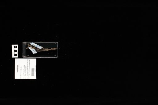 Sceloporus virgatus