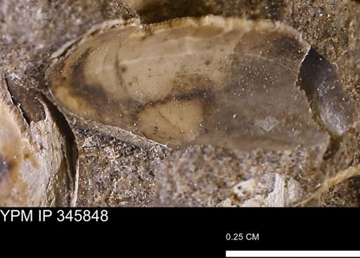 undet. Bivalvia