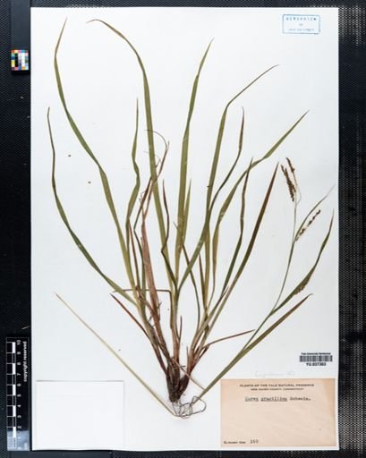 Carex gracillima