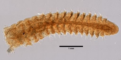 Naineris quadricuspida