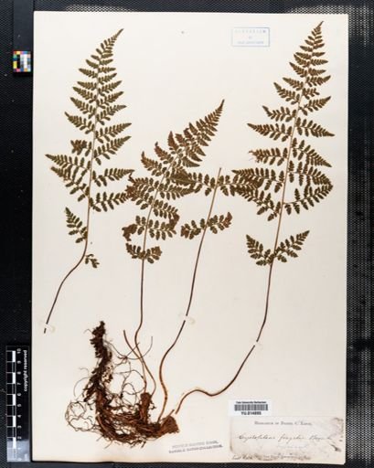 Cystopteris fragilis