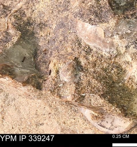 undet. Mollusca