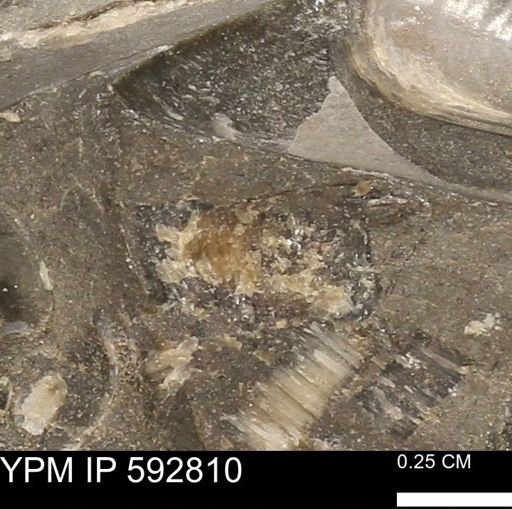 undet. Bivalvia
