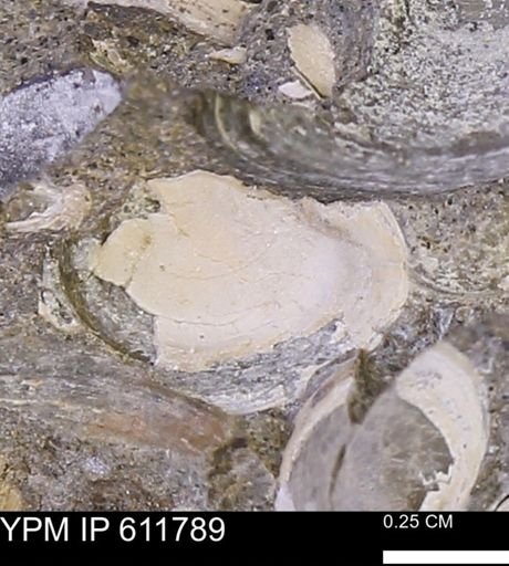 Protocardia sp.