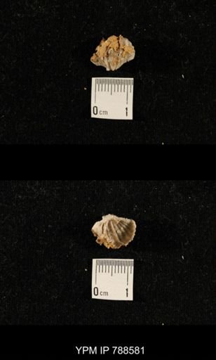 undet. Brachiopoda