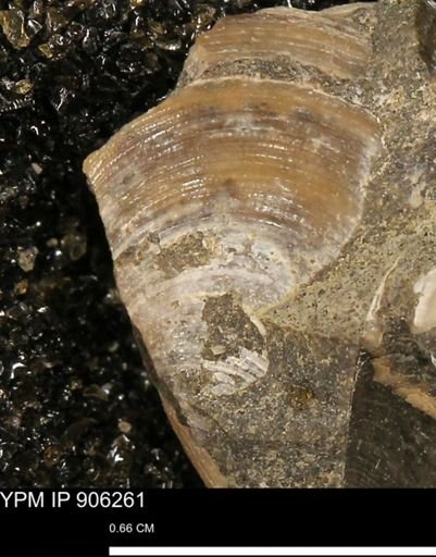 Limopsis striatopunctatus