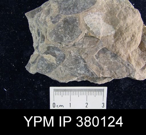 undet. Strophomenida