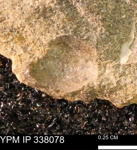 undet. Bivalvia