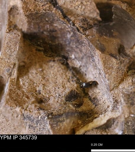 undet. Mollusca
