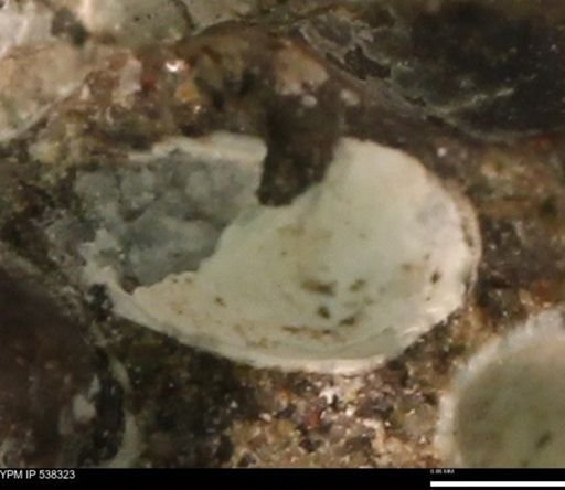 Corbulamella gregaria