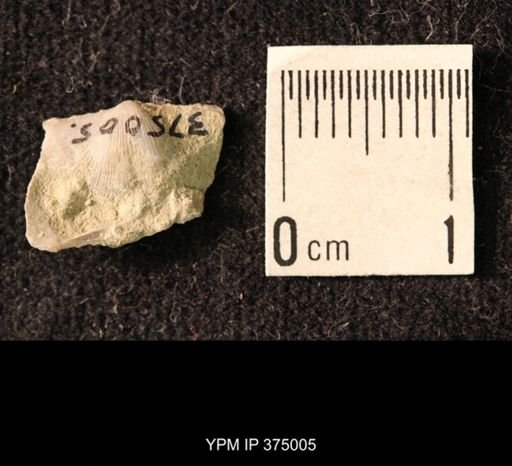 Chonetina flemingi var. alata