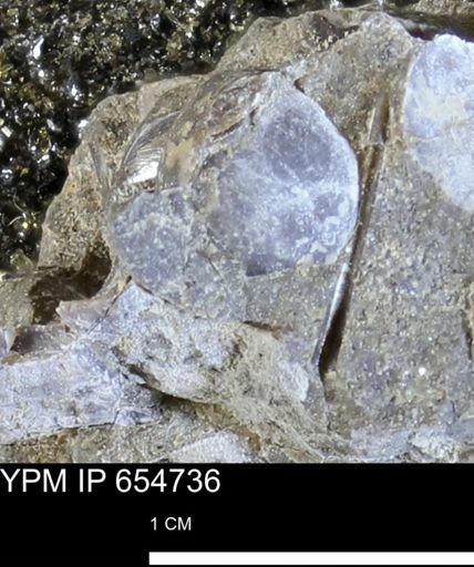undet. Bivalvia