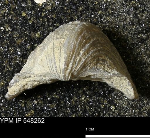 Stropheodonta navalis