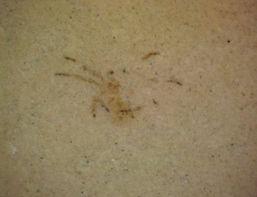 undet. Araneae