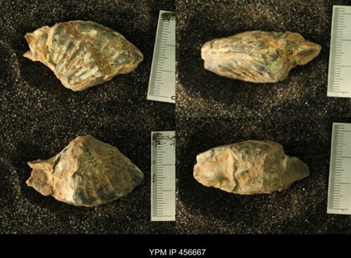 undet. Scaphitidae