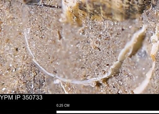 undet. Bivalvia
