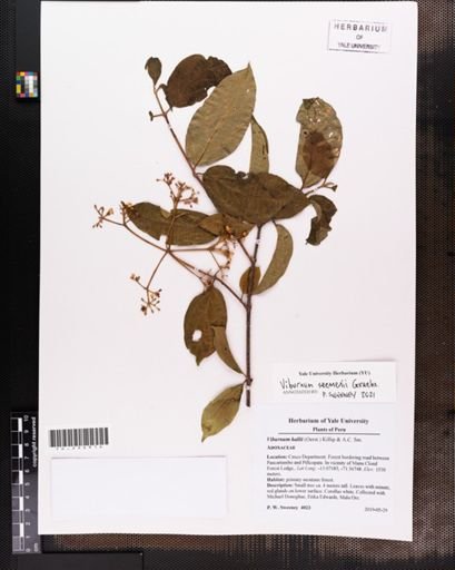 Viburnum hallii