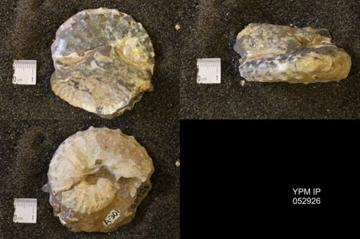 Discoscaphites gulosus