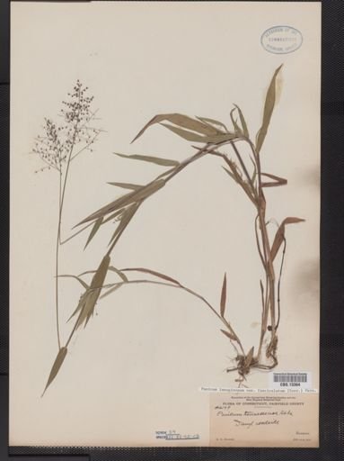 Panicum lanuginosum