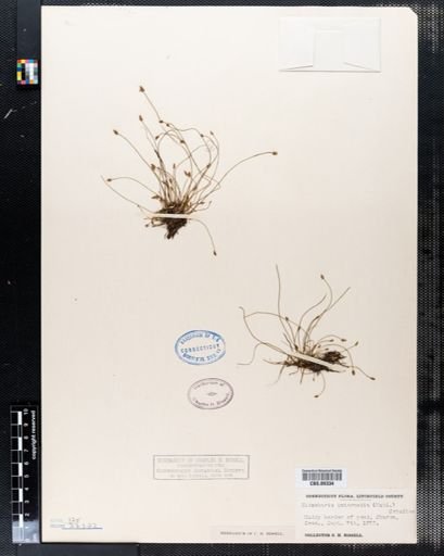 Eleocharis intermedia