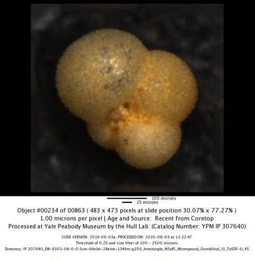 undet. Foraminiferida