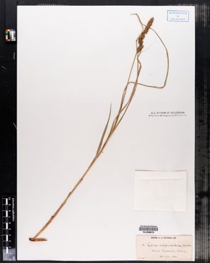 Carex vulpinoidea